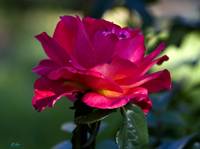 Rose with Shade 4264